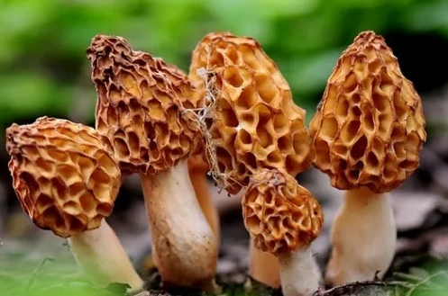 人工羊肚菌和野生羊肚菌的区别 怎么挑选羊肚菌